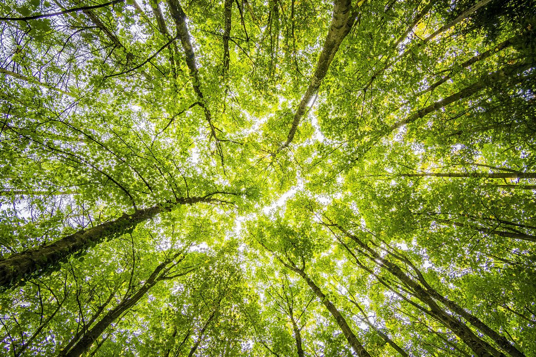 Aerial view of a lush green forest, representing CarbonAI's commitment to environmental preservation