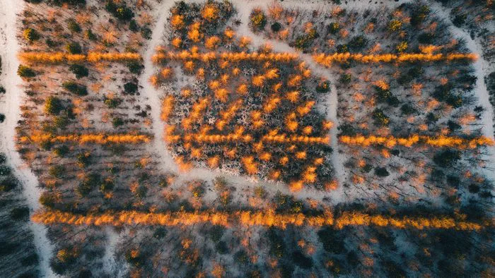 Aerial view of land prepared for restoration, with planted rows between tracks