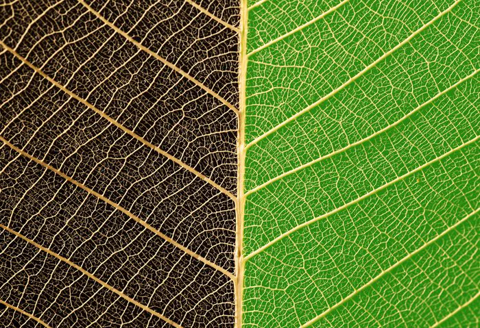 A leaf split down the middle: one half green and healthy, the other half dry and brown